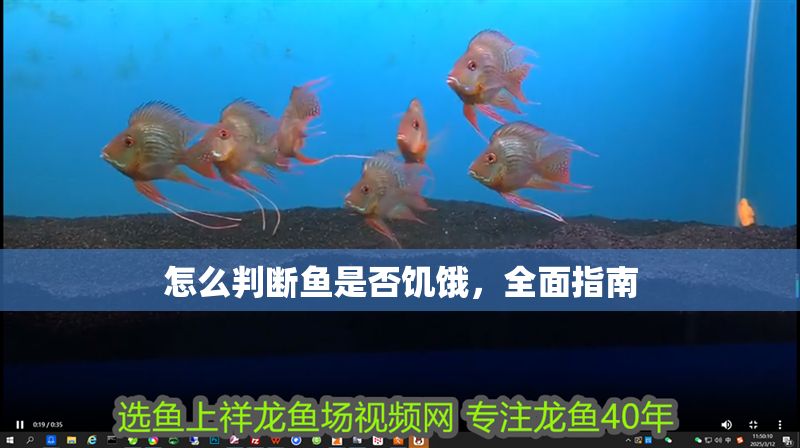 怎么判斷魚(yú)是否饑餓，全面指南