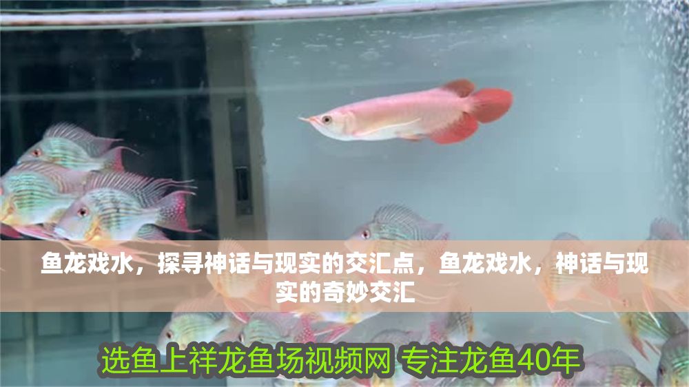 魚龍戲水，探尋神話與現(xiàn)實(shí)的交匯點(diǎn)，魚龍戲水，神話與現(xiàn)實(shí)的奇妙交匯