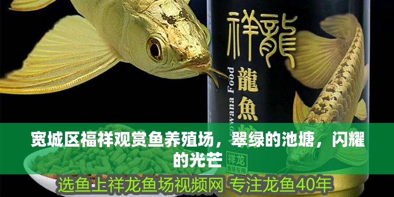寬城區福祥觀賞魚養殖場，翠綠的池塘，閃耀的光芒