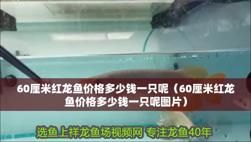 60厘米紅龍魚價(jià)格多少錢一只呢（60厘米紅龍魚價(jià)格多少錢一只呢圖片）