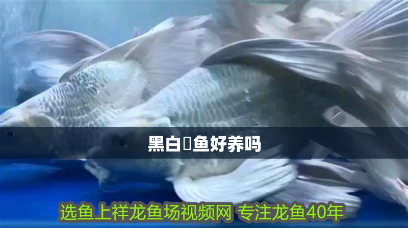 黑白魟魚好養嗎 黑白魟魚好養嗎 龍魚論壇
