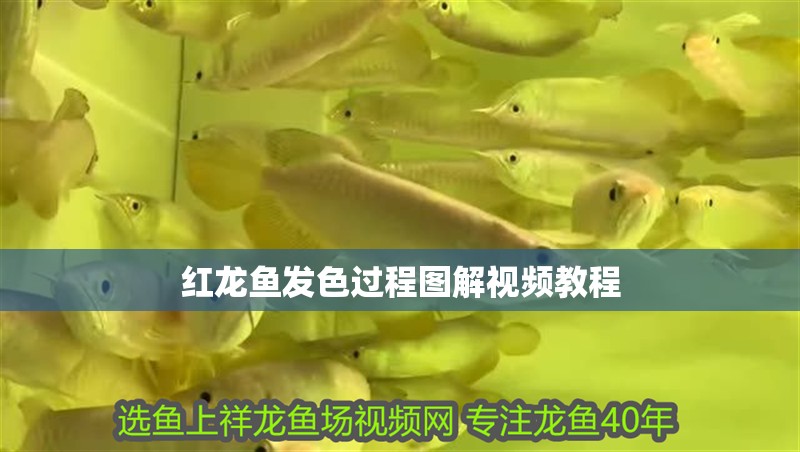 紅龍魚發(fā)色過程圖解視頻教程