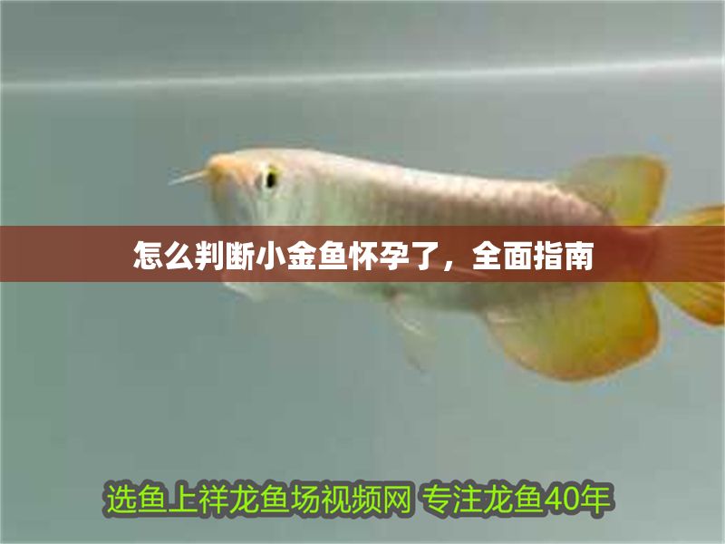 怎么判斷小金魚懷孕了，全面指南 怎么判斷小金魚懷孕了，全面指南 龍魚百科 第1張