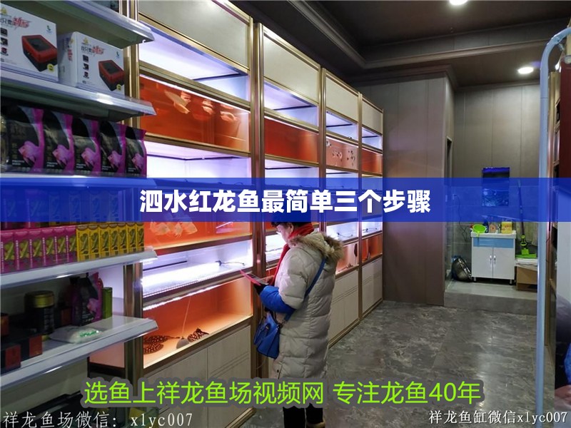泗水紅龍魚最簡單三個步驟