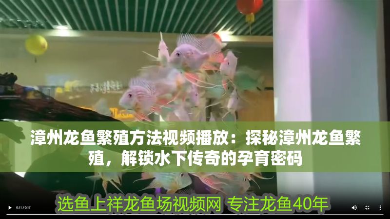 漳州龍魚繁殖方法視頻播放：探秘漳州龍魚繁殖，解鎖水下傳奇的孕育密碼