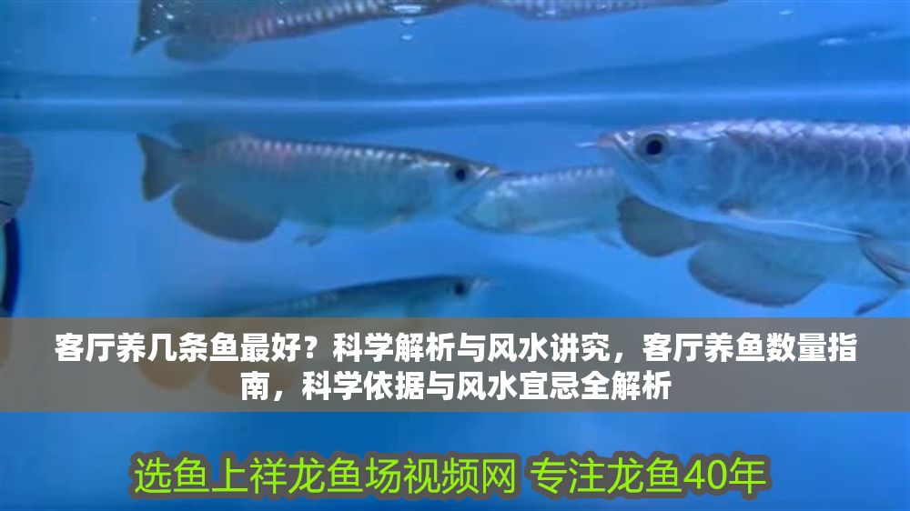 客廳養幾條魚最好？科學解析與風水講究，客廳養魚數量指南，科學依據與風水宜忌全解析
