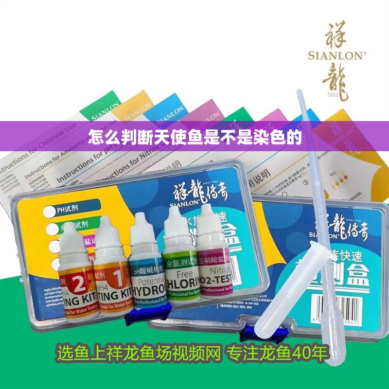 怎么判斷天使魚是不是染色的