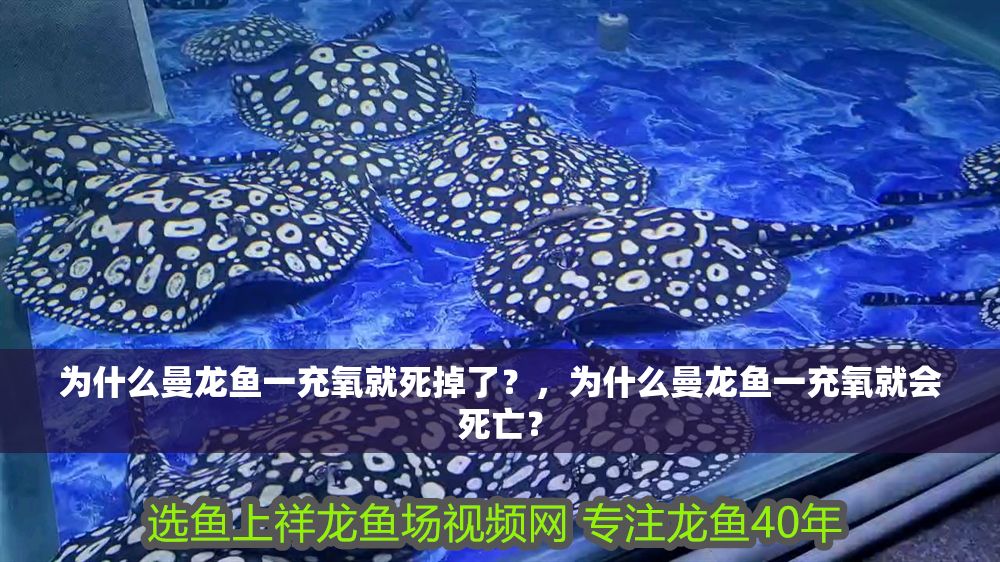 為什么曼龍魚一充氧就死掉了？，為什么曼龍魚一充氧就會死亡？