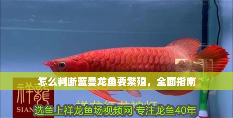 怎么判斷藍曼龍魚要繁殖，全面指南