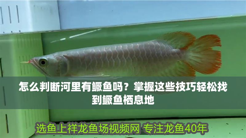 怎么判斷河里有鱖魚嗎？掌握這些技巧輕松找到鱖魚棲息地