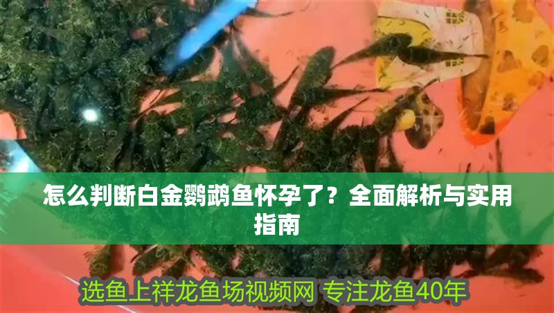 怎么判斷白金鸚鵡魚懷孕了？全面解析與實用指南