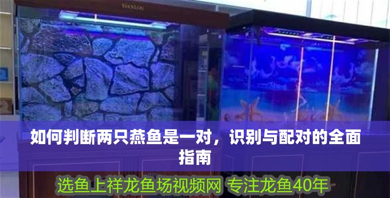 如何判斷兩只燕魚是一對，識別與配對的全面指南