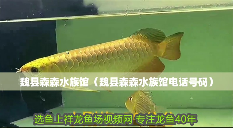魏縣森森水族館（魏縣森森水族館電話號碼）