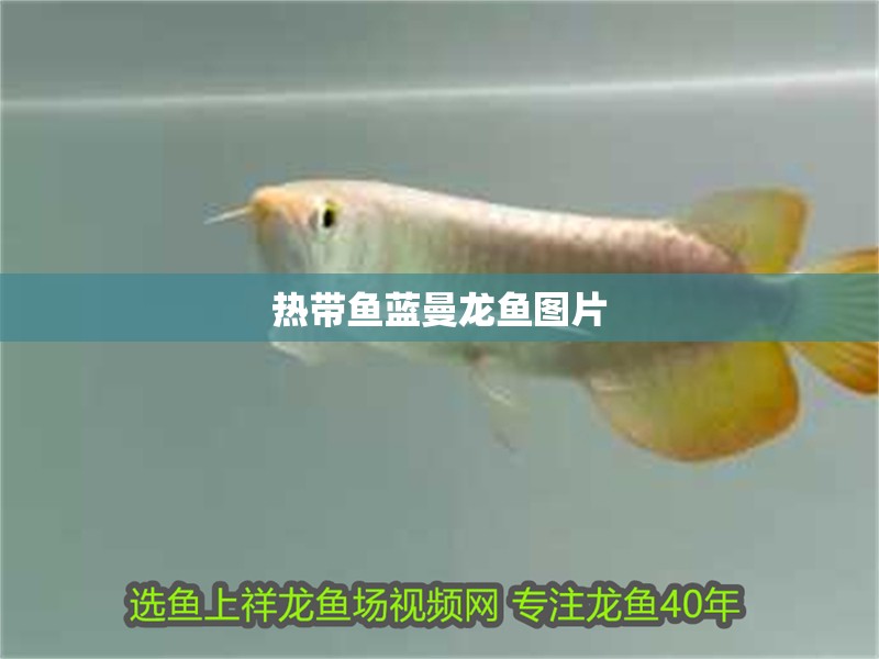 熱帶魚藍曼龍魚圖片