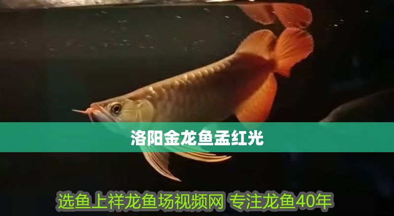 洛陽金龍魚孟紅光