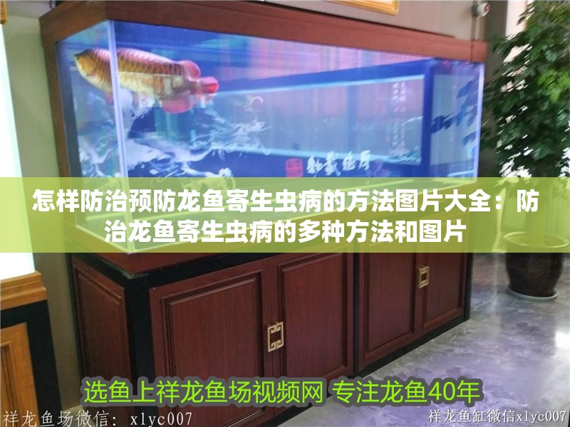 怎樣防治預防龍魚寄生蟲病的方法圖片大全：防治龍魚寄生蟲病的多種方法和圖片
