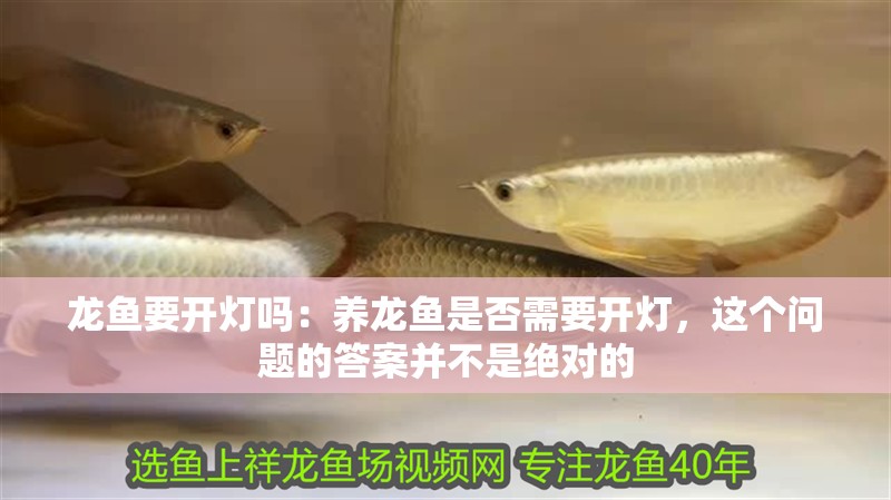 龍魚要開燈嗎：養龍魚是否需要開燈，這個問題的答案并不是絕對的