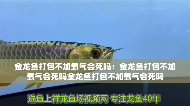 金龍魚打包不加氧氣會死嗎：金龍魚打包不加氧氣會死嗎金龍魚打包不加氧氣會死嗎 金龍魚打包不加氧氣會死嗎：金龍魚打包不加氧氣會死嗎金龍魚打包不加氧氣會死嗎 龍魚百科