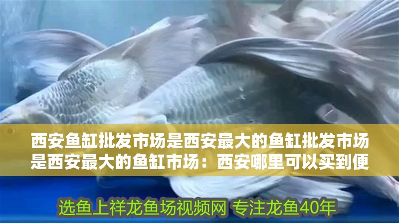西安魚缸批發市場是西安最大的魚缸批發市場是西安最大的魚缸市場：西安哪里可以買到便宜的魚缸？ 西安魚缸批發市場是西安最大的魚缸批發市場是西安最大的魚缸市場：西安哪里可以買到便宜的魚缸？ 魚缸百科