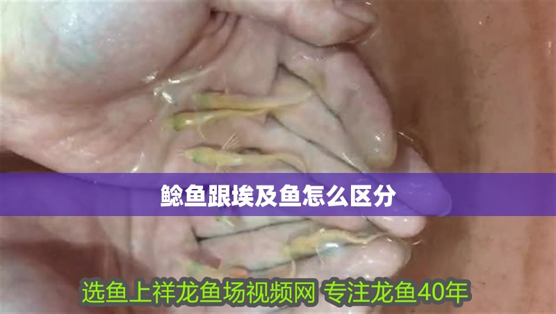 鯰魚跟埃及魚怎么區分