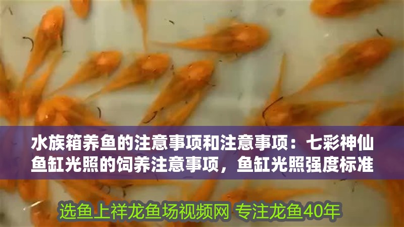 水族箱養魚的注意事項和注意事項：七彩神仙魚缸光照的飼養注意事項，魚缸光照強度標準