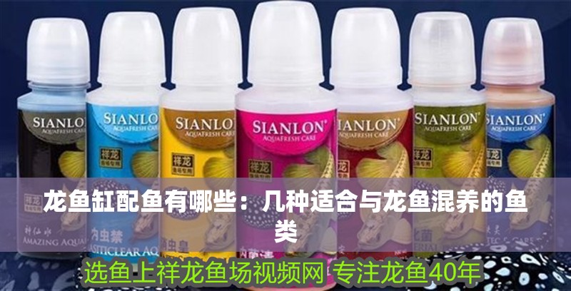 龍魚缸配魚有哪些：幾種適合與龍魚混養的魚類