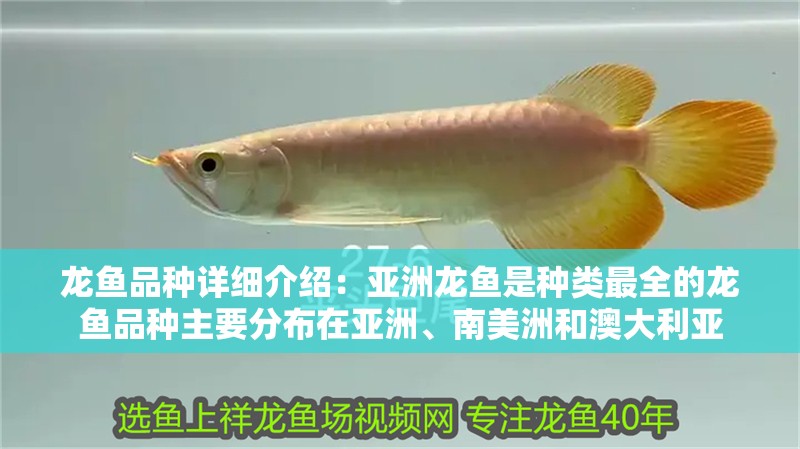 龍魚品種詳細(xì)介紹：亞洲龍魚是種類最全的龍魚品種主要分布在亞洲、南美洲和澳大利亞