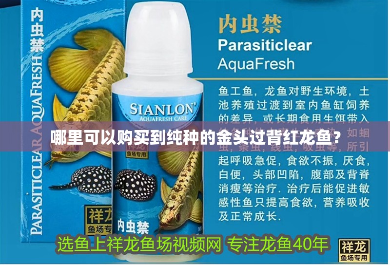 哪里可以購買到純種的金頭過背紅龍魚？