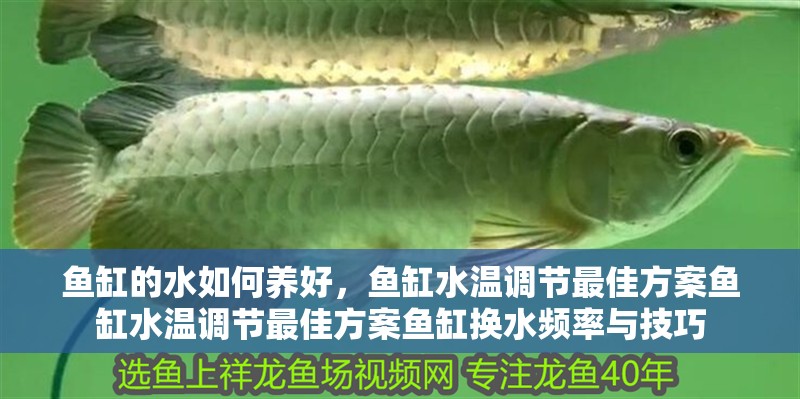 魚缸的水如何養好，魚缸水溫調節最佳方案魚缸水溫調節最佳方案魚缸換水頻率與技巧