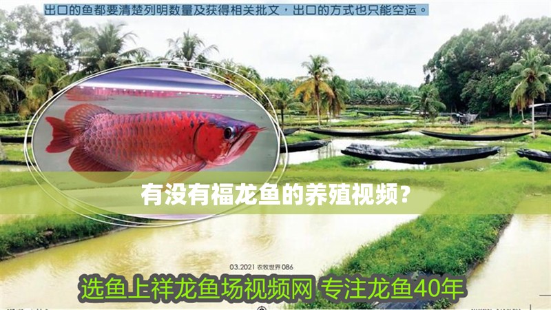 有沒有福龍魚的養殖視頻？