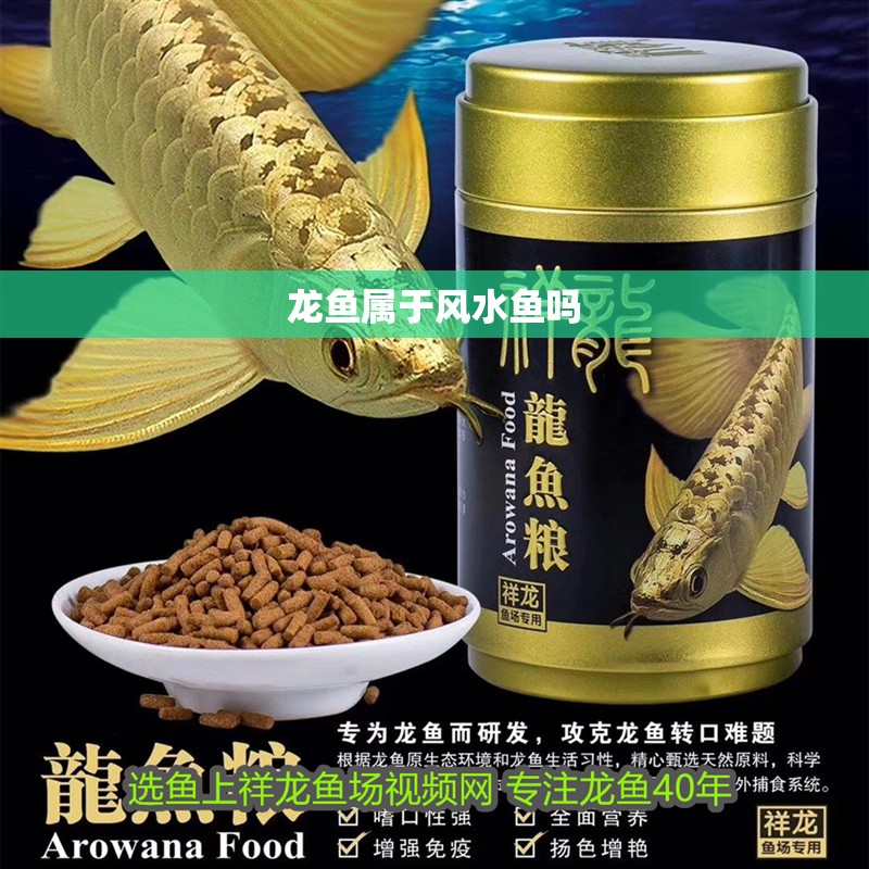 龍魚屬于風水魚嗎