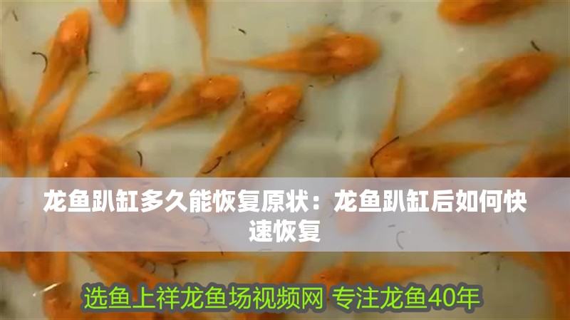 龍魚趴缸多久能恢復原狀：龍魚趴缸后如何快速恢復 龍魚趴缸多久能恢復原狀：龍魚趴缸后如何快速恢復 龍魚百科