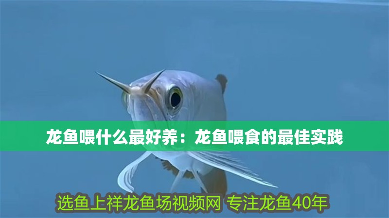 龍魚喂什么最好養(yǎng)：龍魚喂食的最佳實(shí)踐