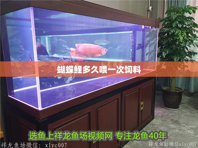 蝴蝶鯉多久喂一次飼料