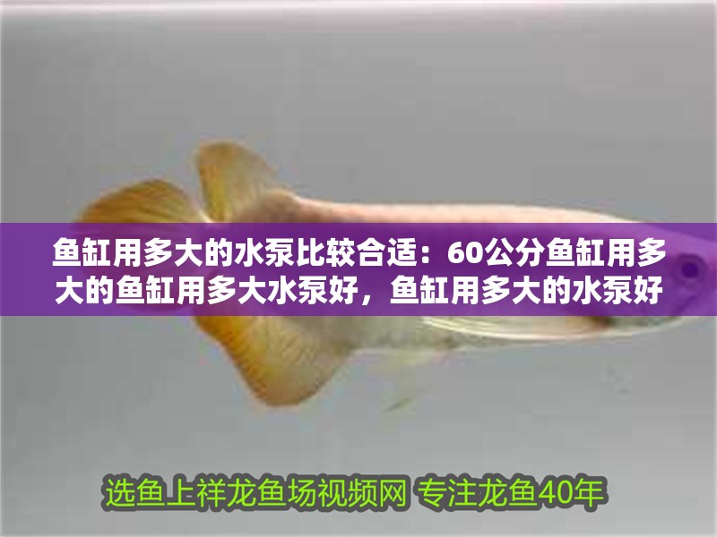 魚(yú)缸用多大的水泵比較合適：60公分魚(yú)缸用多大的魚(yú)缸用多大水泵好，魚(yú)缸用多大的水泵好