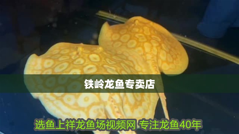 鐵嶺龍魚專賣店