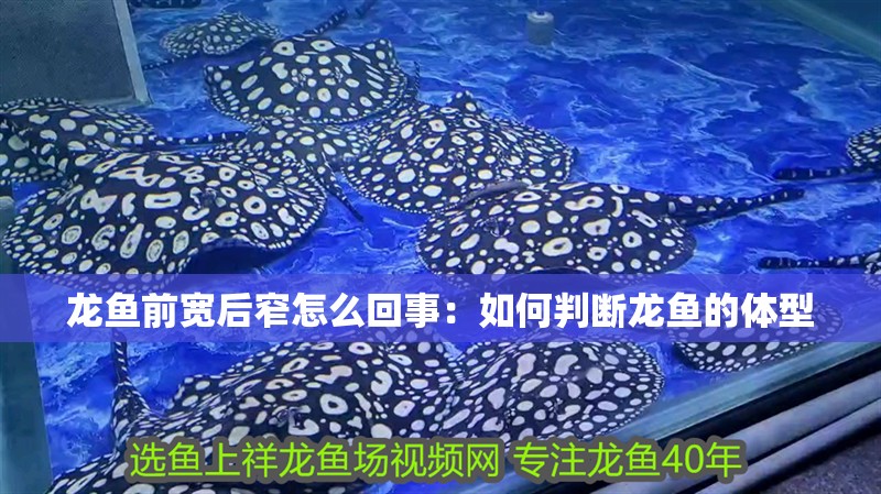 龍魚前寬后窄怎么回事：如何判斷龍魚的體型 龍魚前寬后窄怎么回事：如何判斷龍魚的體型 龍魚百科