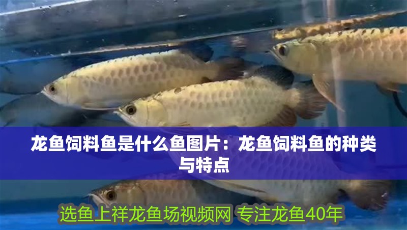 龍魚飼料魚是什么魚圖片：龍魚飼料魚的種類與特點