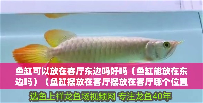 魚(yú)缸可以放在客廳東邊嗎好嗎（魚(yú)缸能放在東邊嗎）（魚(yú)缸擺放在客廳擺放在客廳哪個(gè)位置好） 魚(yú)缸可以放在客廳東邊嗎好嗎（魚(yú)缸能放在東邊嗎）（魚(yú)缸擺放在客廳擺放在客廳哪個(gè)位置好） 魚(yú)缸百科