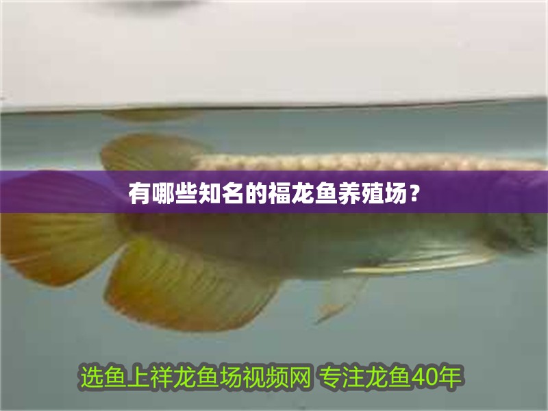 有哪些知名的福龍魚養殖場？