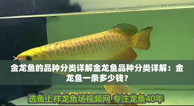 金龍魚的品種分類詳解金龍魚品種分類詳解：金龍魚一條多少錢？