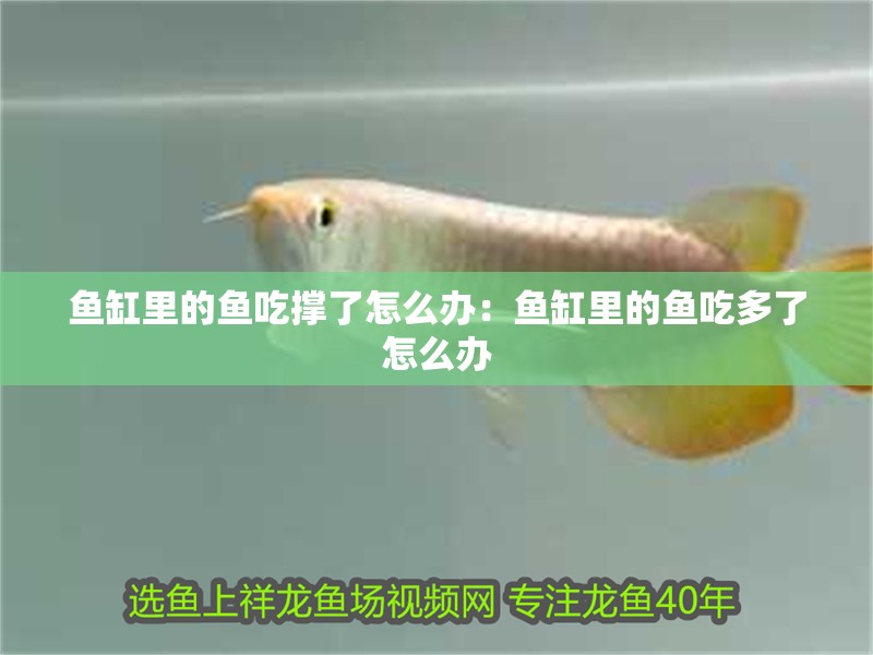 龍魚干蝦有營養嗎 魚缸里的魚吃撐了怎么辦:魚缸里的魚吃多了怎么辦 魚缸百科 魚缸里的魚吃撐了怎么辦:魚缸里的魚吃多了怎么辦 魚缸里的魚吃撐了怎么辦:魚缸里的魚吃多了怎么辦 魚缸百科
