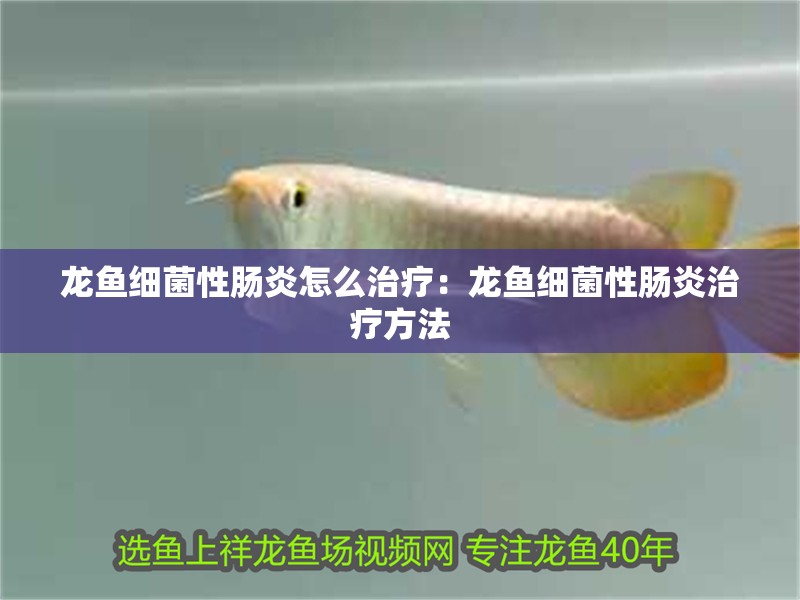 龍魚細菌性腸炎怎么治療：龍魚細菌性腸炎治療方法