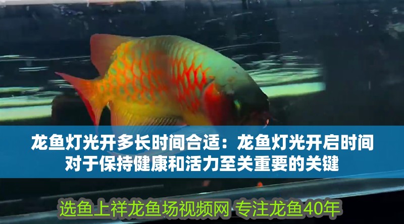 龍魚燈光開多長時間合適：龍魚燈光開啟時間對于保持健康和活力至關(guān)重要的關(guān)鍵