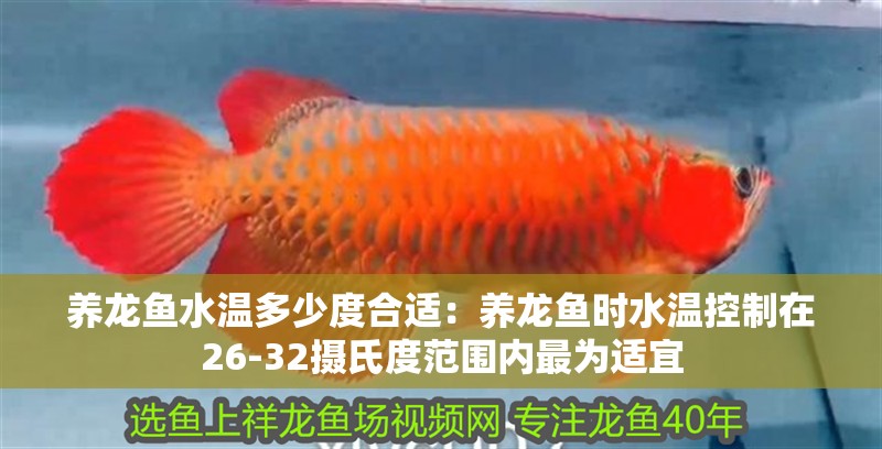 養(yǎng)龍魚水溫多少度合適：養(yǎng)龍魚時水溫控制在26-32攝氏度范圍內(nèi)最為適宜