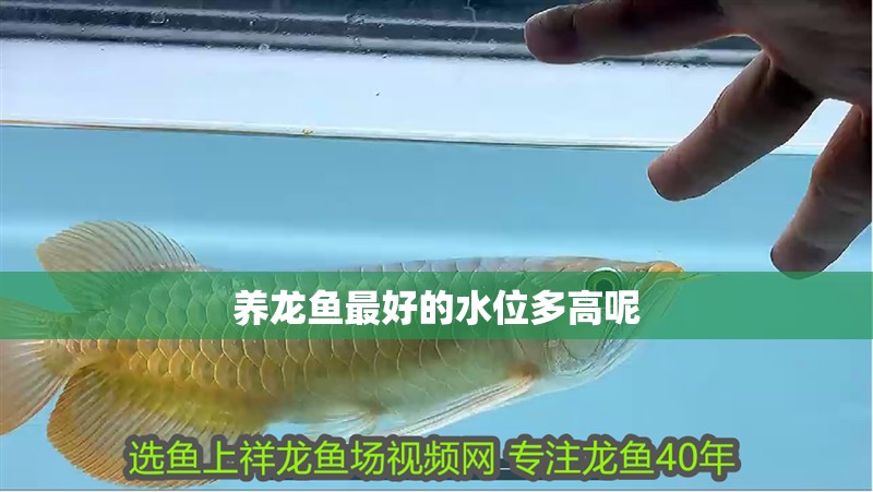 我的虎魚真菌感染了要怎么處理 養龍魚最好的水位多高呢 龍魚論壇 養龍魚最好的水位多高呢 養龍魚最好的水位多高呢 龍魚論壇