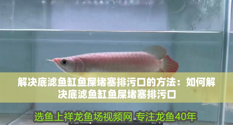 龍魚干蝦有營養嗎 解決底濾魚缸魚屎堵塞排污口的方法:如何解決底濾魚缸魚屎堵塞排污口 魚缸百科 解決底濾魚缸魚屎堵塞排污口的方法:如何解決底濾魚缸魚屎堵塞排污口 解決底濾魚缸魚屎堵塞排污口的方法:如何解決底濾魚缸魚屎堵塞排污口 魚缸百科