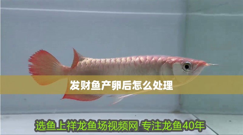 發財魚產卵后怎么處理 發財魚產卵后怎么處理 龍魚論壇