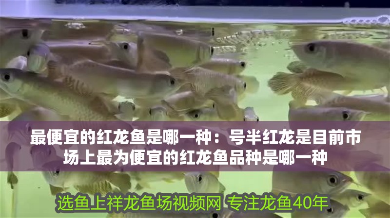最便宜的紅龍魚是哪一種：號半紅龍是目前市場上最為便宜的紅龍魚品種是哪一種