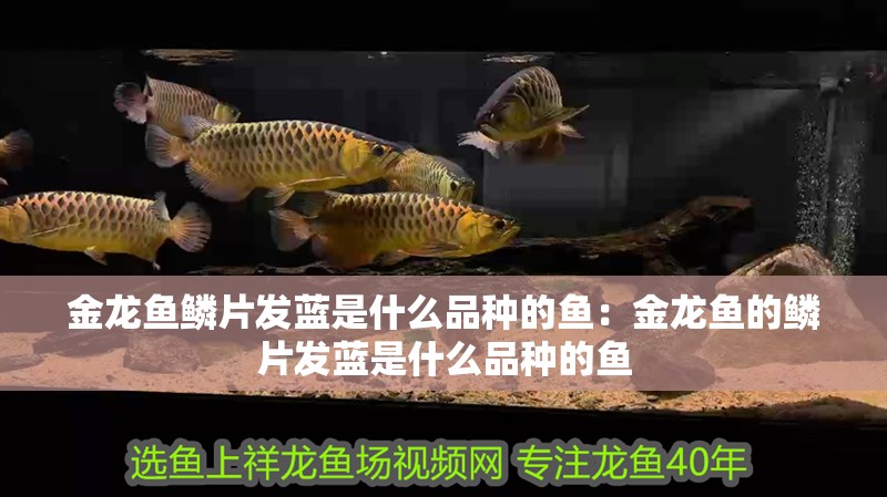 金龍魚鱗片發藍是什么品種的魚：金龍魚的鱗片發藍是什么品種的魚